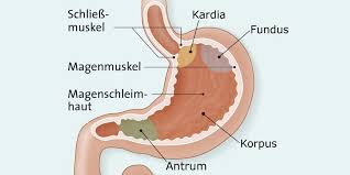 Magen Und Magenkrankheiten Apotheken Umschau