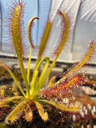 Image result for Drosera elongata