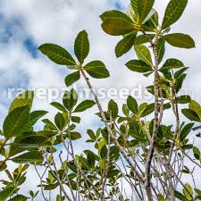 Image result for Gardenia imperialis