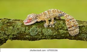 Image result for Urochloa platynota