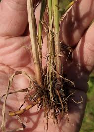 Image result for Cyperus nuerensis