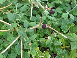 Image result for Macroptilium atropurpureum