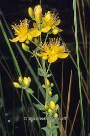 Image result for Hypericum scioanum