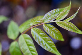 Image result for Toona