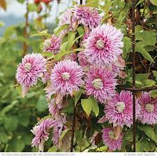 We did not find results for: Grow The Best Clematis Ever Clematis Clematis Vine Planting Flowers