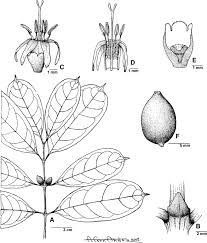 Image result for Colletoecema