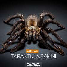 Tarantula Beslemek Kimi Zaman Garip Bir Durum Olarak Bilinen Degisik Bir Tutkudur Evcil Hayvanlardan Daha Farkli Beslenme Ve Bakim Yontemlerine Animals Poster