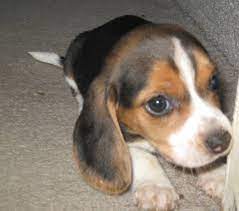 Awww Sweet Puppy Beagle Pocket Beagle Dog Breeder