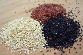 Kinoa Quinoa Yetistiriciligi