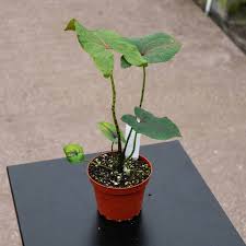 Image result for Pilea johnstonii