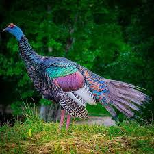Occelated Turkey Guzel Kuslar Hayvan Hayvanlar