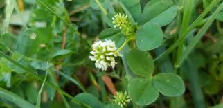 Image result for Trifolium