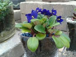 Mcdonald Garden Center African Violet Terrarium African Violets Fairy Garden My Fairy Garden