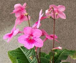 Image result for Streptocarpus confusus