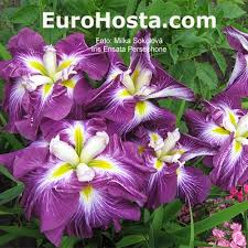 Image result for Eulophia ensata