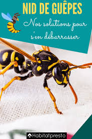 Maybe you would like to learn more about one of these? Nid De Guepes 4 Solutions Efficaces Pour S En Debarrasser Nid De Guepes Guepe Piege A Guepe