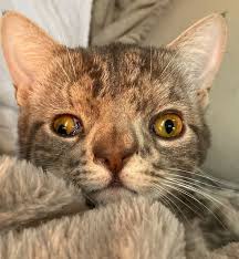Cute Kitten With Down Syndrome Novocom Top