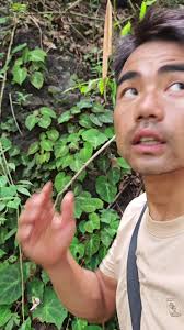 Begonia Soluta: The Colorful Beauty of Myanmar's Nature