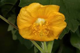 Image result for Abutilon angulatum