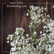 Pin On Meaning Of Flowers