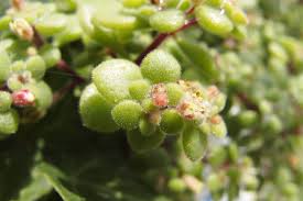 Image result for Crassula expansa