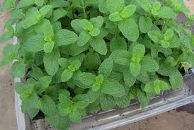 Guide To Growing Mint In Your Garden Hydroponics Farming