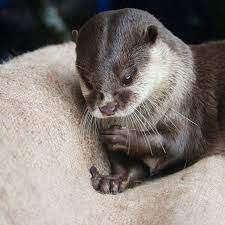 Otter Looks Like He S Just Discovered His Paws The Daily Otter Otters Animals Beautiful Baby Otters