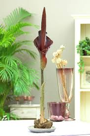 The red devil's tongue pepper has extreme heat and a fruity flavor, making it a popular choice for spicy salsas the devil's tongue pepper ranges from 125,000 to 325,000 scoville heat units (shu). Devil S Tongue Amorphophallus Konjac Snake Palm Umbrella Arum Voodoo Lily Konjaku Amorphophallus Rivieri Amorphophallus Mairei Plants Flowers 99roots Com