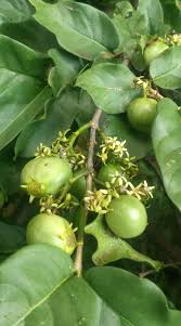 Image result for Vangueria randii