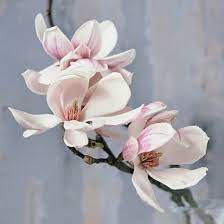 Magnolia Beauties Vicki Archer Https Www Instagram Com Vickiarcher Flowers Photography Flower Art Flower Painting