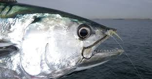Check spelling or type a new query. Harga Ikan Tongkol Terjun Bebas Hanya Rp300 Per Keranjang 24 Kilogram Warta Sambas Raya