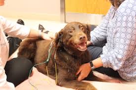 Anchor animal hospital prides itself on providing high level medicine and surgery as well as routine preventative care. Anchor Animal Hospital