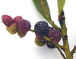 Image result for Myrica pilulifera