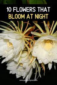 Unfortunately, agave plants are monocarpic and will pass on once they bloom, so many gardeners avoid encouraging flowers. 110 Night Blooming Flowers Ideas In 2021 Night Blooming Flowers Moon Garden Night Garden