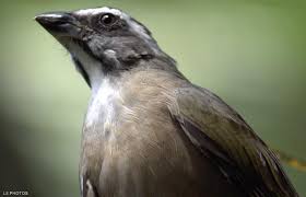 Noticia Animal Trinca Ferro Verdadeiro Passaros Aves Exoticas Trinco