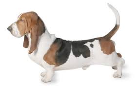 All puppies are adorable, and chow hound pups are no exception. Basset Hound Dog Breed Information Pictures Characteristics Facts Dogtime