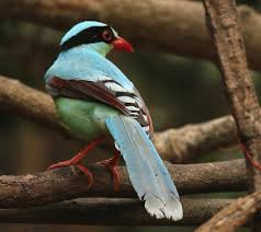Common Green Magpie 3 Jpg Animals Magpie Beautiful Birds