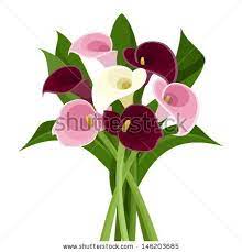 Bouquet Of Colored Calla Lilies Vector Illustration Calla Lily Vector Illustration Clip Art