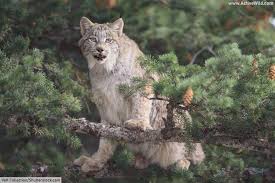 The bobcat is the most widely distributed of all north american felines and is found across north america from southern parts of canada right down to southern mexico. Wild Cats Of North America All North American Cats List Pictures Facts