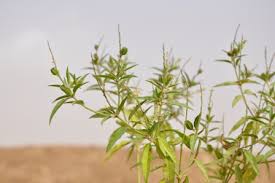 Image result for Vahlia digyna