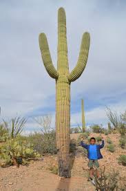 The giant cactuses have a relatively small area where they can survive. Exploring Saguaro National Park Arizona The World Is A Book