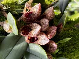 Image result for Bulbophyllum