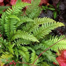 Image result for Polystichum