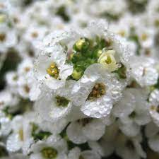 Sep 08, 2021 · flowering dogwood is recognized by most people for its spring floral display that can be white or pink. Flowering Plants For Texas And Natives A Round Rock Garden