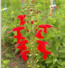 Image result for Salvia coccinea