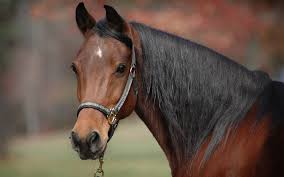Image result for HORSE