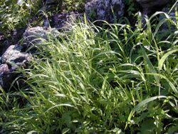 Image result for Panicum carneovaginatum