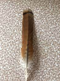 Red tailed hawk feather pictures. Is This A Red Tailed Hawk Feather I Saw It Drop Off A Hawk This Morning On A Telephone Wire I M In Northern California I M Almost Certain Tia Birdsofprey