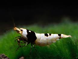 Check out our green and black bee selection for the very best in unique or custom, handmade pieces from our shops. Caridina Var Black Bee Grade Ss Bitter Exotics