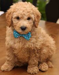 Are goldendoodles hypoallergenic?, goldendoodle fur colors, what determines the color of a goldendoodle. Goldendoodle Hypoallergenic Designer Dogs F1 F1b Puppies Info Faqs